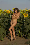 Rimma-A-The-Sunflower--h49ap5p15h.jpg